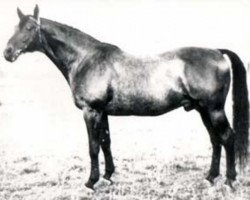 Deckhengst Chromogen (Russisch Trakehner, 1965, von Chochot)