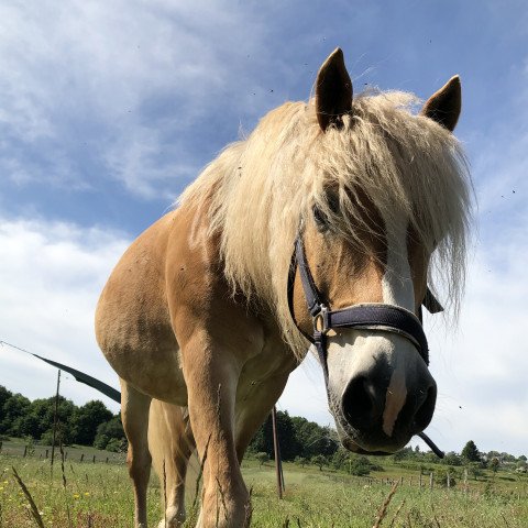 Pferd Nick (Haflinger, 2005, von Nordkerl)