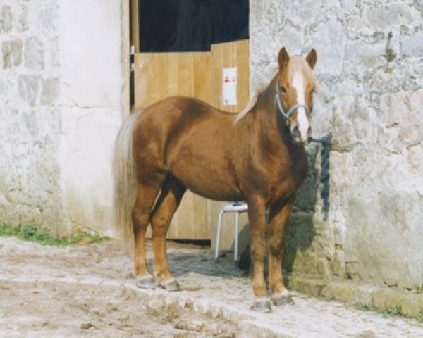 stallion Andvari von Oberbiberg (Iceland Horse, 1987, from Þor frá Kirkjubæ)