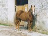 stallion Andvari von Oberbiberg (Iceland Horse, 1987, from Þor frá Kirkjubæ)