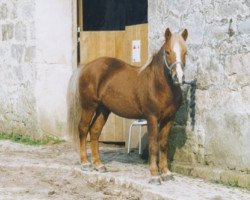 Deckhengst Andvari von Oberbiberg (Islandpferd, 1987, von Þor frá Kirkjubæ)