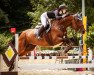 jumper Fritz 691 (Oldenburg show jumper, 2011, from Le Balou 3)