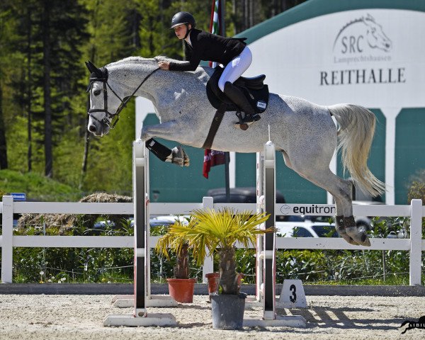 jumper Choco White (Nederlands Rijpaarden en Pony, 2009, from Chocoprince)