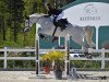 jumper Choco White (Nederlands Rijpaarden en Pony, 2009, from Chocoprince)