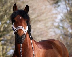 dressage horse Adliger (Arab half breed / Partbred, 2009, from Arystokrat AA)