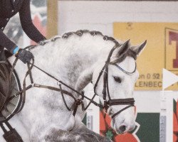 jumper Cleiner Carlson (Oldenburg show jumper, 2016, from Casiro I)