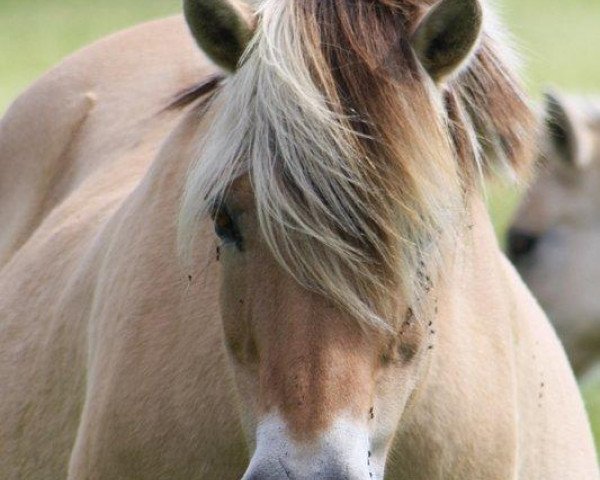 broodmare Juliane (Fjord Horse, 1988, from Heino F 78)