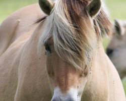 broodmare Juliane (Fjord Horse, 1988, from Heino F 78)