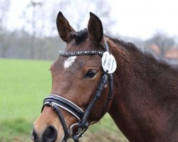 dressage horse Diva Nova 3 (German Riding Pony, 2012, from Diamond of Lord RB)