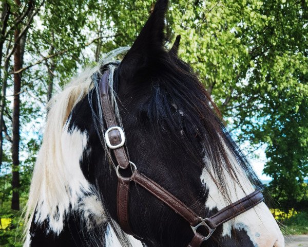 horse Miss Bellatrix LeStrange (Tinker / Irish Cob / Gypsy Vanner, 2015)