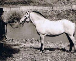 broodmare Gunilla (Fjord Horse, 1965, from Kærby Knægten)