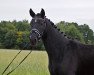 dressage horse Fürst Beltoni (Westphalian, 2019, from Fürst Samarant)