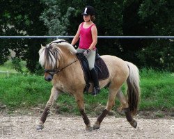 stallion Damar (Fjord Horse, 2004, from Dylan)