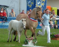 broodmare Fiona vom Oderhaff (Fjord Horse, 1996, from Peer-Gynt)