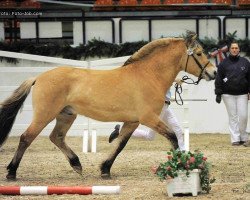 stallion Dan vom Oderhaff (Fjord Horse, 2007, from Dexter)