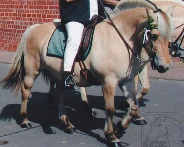 broodmare Medy (Fjord Horse, 1984, from Talman K)