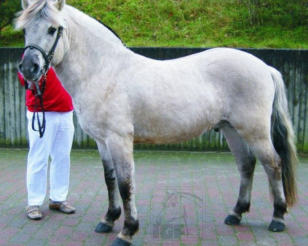 horse Deister (Fjord Horse, 2008, from Don)