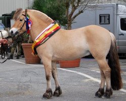 stallion Dexter (Fjord Horse, 2003, from Dylan)