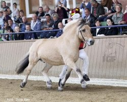 stallion Tornhøjs Canut (Fjord Horse, 2001, from Cadeau Halsnæs)