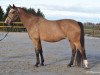 broodmare Baby Doll (Swedish Warmblood, 1997, from Bernstein)