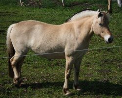 broodmare Fele Halsnæs  (Fjord Horse, 2000, from Valdar Halsnæs)