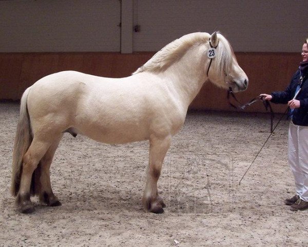 stallion Østerskov's Cavan (Fjord Horse, 2002, from Pelle Halsnæs)