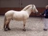 stallion Østerskov's Cavan (Fjord Horse, 2002, from Pelle Halsnæs)