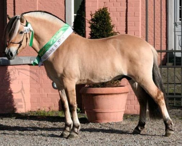 stallion Cobus (Fjord Horse, 2006, from Vasco)
