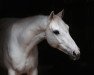 Springpferd Faith Vh Bovenhoekshof (Belgisches Warmblut, 2011, von Cassanova 37)