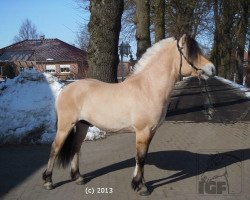 stallion Bühring's Djafur (Fjord Horse, 2010, from Don Kjærgaard)