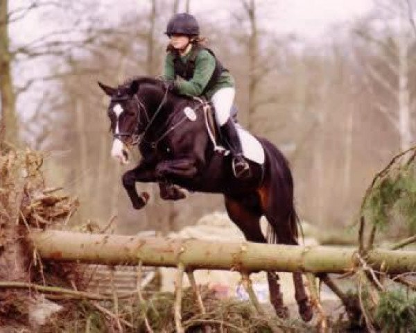 horse Miraculix (German Riding Pony, 1996, from Marco Polo)