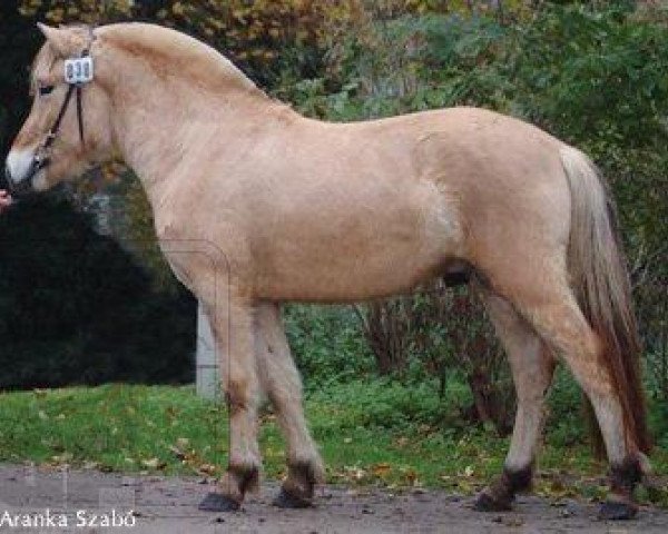 horse Baico (Fjord Horse, 2005, from Manus)