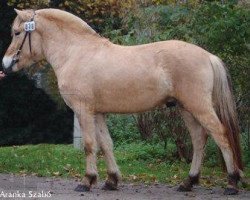 Pferd Baico (Fjordpferd, 2005, von Manus)