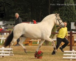 broodmare Pjulla (Fjord Horse, 2004, from Kastanjegårdens Hannibal)