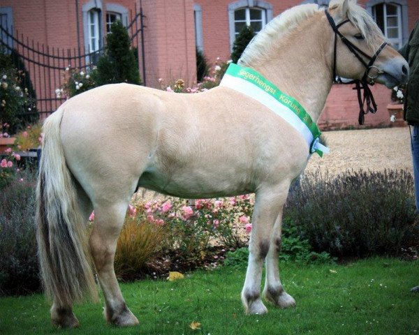 stallion Bjarne (Fjord Horse, 2008, from Højgaards Bacardi)