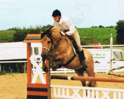 stallion Björn I (Fjord Horse, 1985, from Björlo)