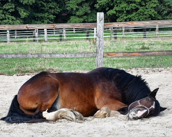 Pferd Devonwoods Brisky Beau (Shire, 2015, von Brownroyd Regal Prince)