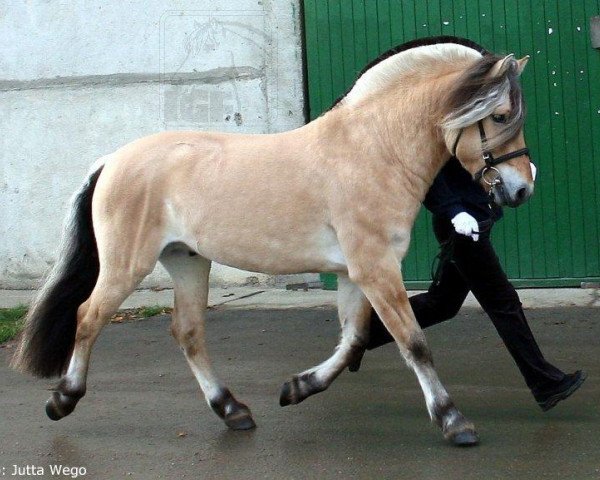 Deckhengst Björn vom Siebendörfermoor (Fjordpferd, 2004, von Solbjør Borken)