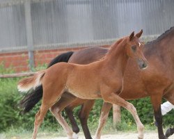 dressage horse Donnerlittchen (German Riding Pony, 2021, from Dream Date 7)