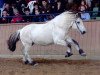 horse Björn vom Oderhaff (Fjord Horse, 2002, from Solbjør Borken)