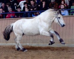 horse Björn vom Oderhaff (Fjord Horse, 2002, from Solbjør Borken)