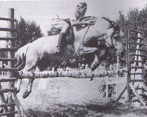 stallion Blitzschlag K (Fjord Horse, 1962, from Blizzard Ha 598)