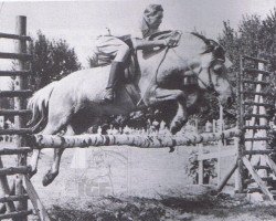 Deckhengst Blitzschlag K (Fjordpferd, 1962, von Blizzard Ha 598)