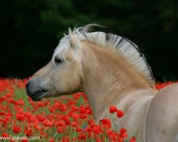 stallion Bolseten N.2825 (Fjord Horse, 1996, from Geist Tyler 6 F)