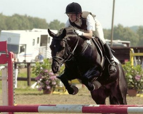stallion Marco Polo (German Riding Pony, 1991, from Marquis AA)