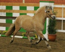 dressage horse Boy (Fjord Horse, 2005, from Merkur N.2743)