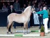 stallion Bram (Fjord Horse, 2010, from Cobus)