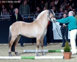 stallion Bram (Fjord Horse, 2010, from Cobus)