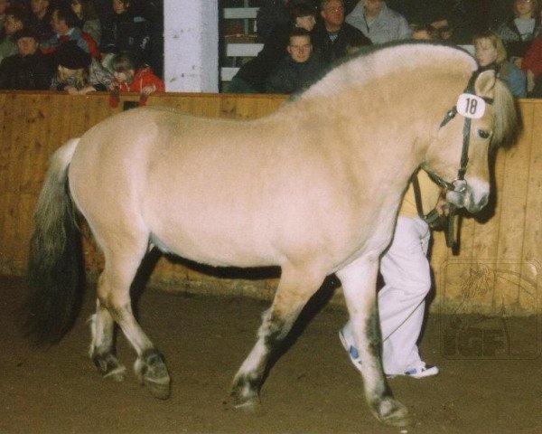 stallion Brilliant (Fjord Horse, 1991, from Blitzi Ha 1050)