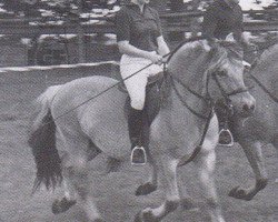 stallion Arnulf (Fjord Horse, 1981, from Alexander F 102)